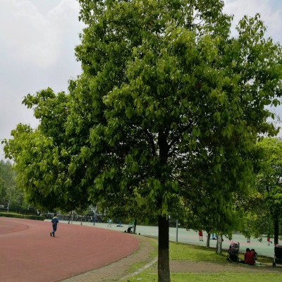 樟樹